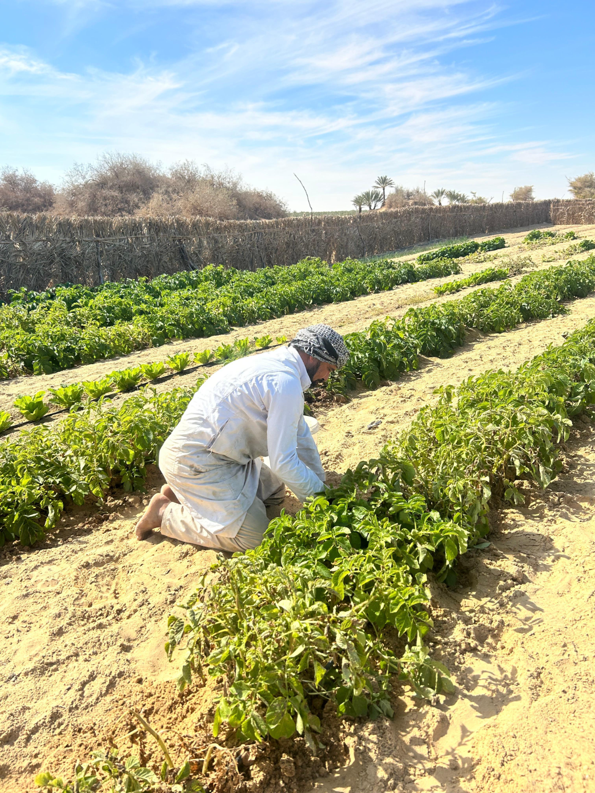 El Maraki Farm