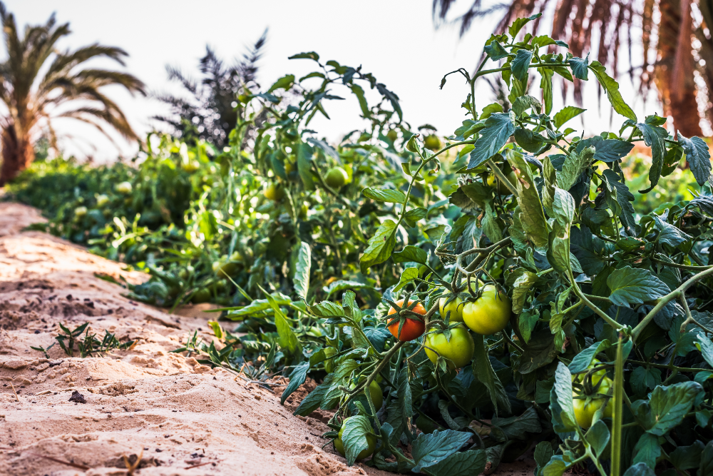 Gastronomy in Siwa